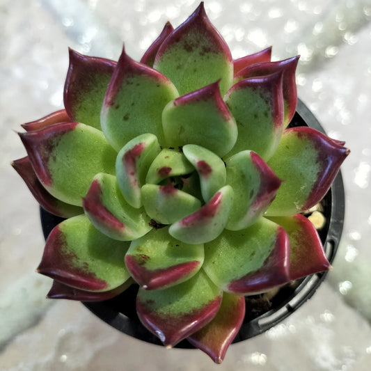 ECHEVERIA 'RUBRA'
