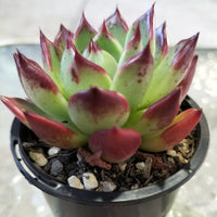 ECHEVERIA 'RUBRA'