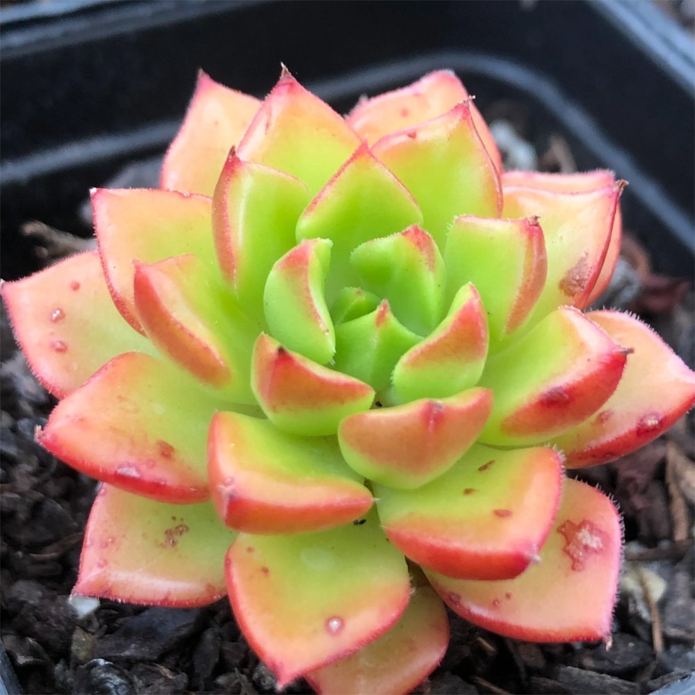 Sedeveria Letiza Hybrid (Plant it Yourself) Bare Rooted