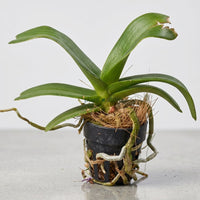 Foxtail Rhyncostyllis Orchid Seedling