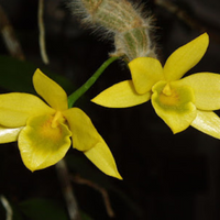 Dendrobium Senile (Blooming Size)
