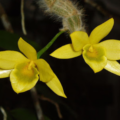 Dendrobium Senile (Blooming Size)