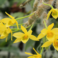 Dendrobium Senile (Blooming Size)