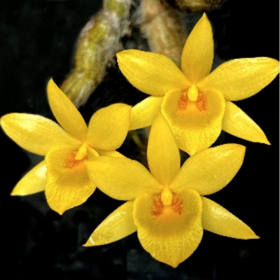 Dendrobium Senile (Blooming Size)
