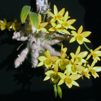 Dendrobium Senile (Blooming Size)
