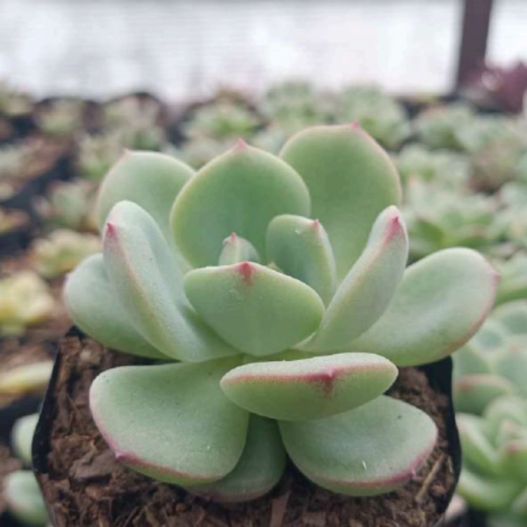 Echeveria Sensation (Bare Rooted)