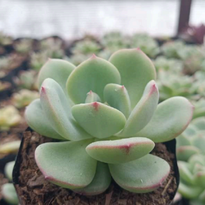 Echeveria Sensation (Bare Rooted)