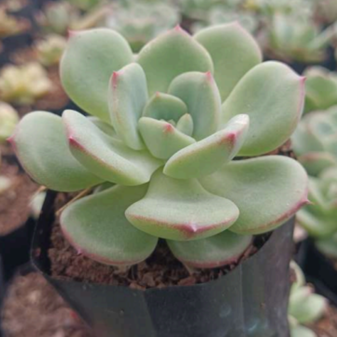 Echeveria Sensation (Bare Rooted)