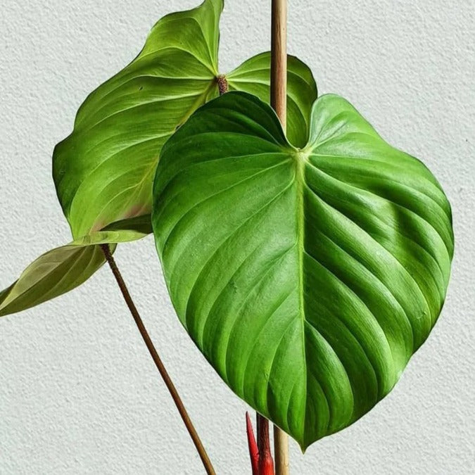 Philodendron Nangaritense