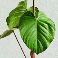 Philodendron Nangaritense - plant store® 