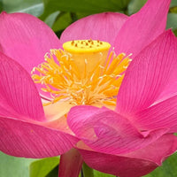 Shadow Mini Bowl Lotus Tuber