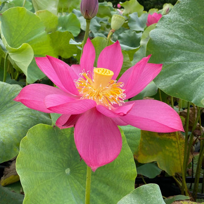 Shadow Lotus Tuber