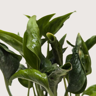 Shangri La Pothos