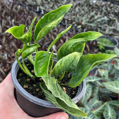 Shangri La Pothos