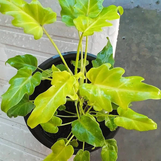 Philodendron Xanadu Golden/Neon