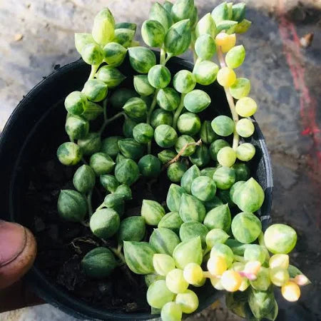 Variegated String of Pearls (Bare Rooted ~ without pot)