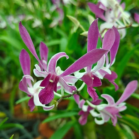 Dendrobium King Ceasar (Blooming Size)