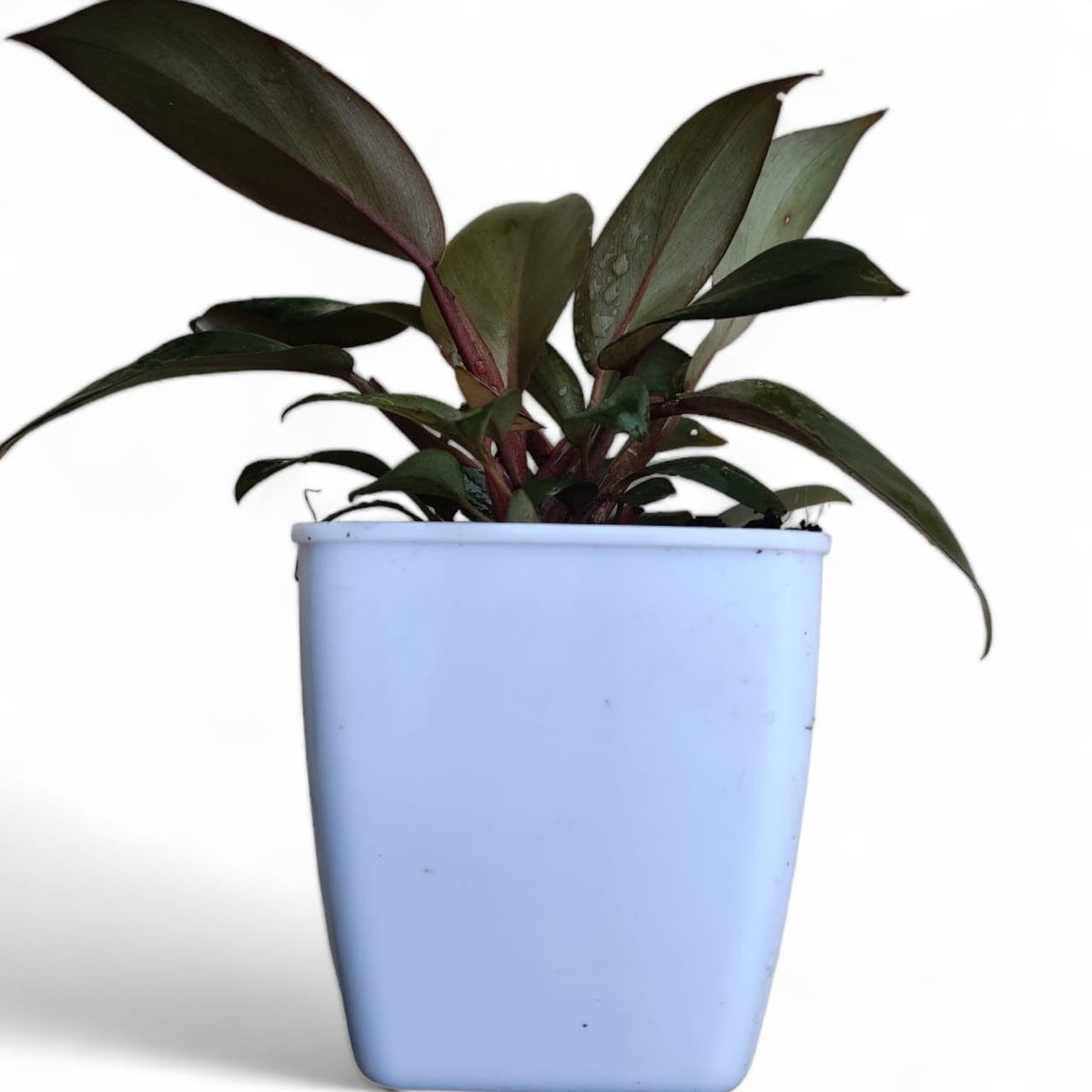 Philodendron Black Cardinal - plant store® 