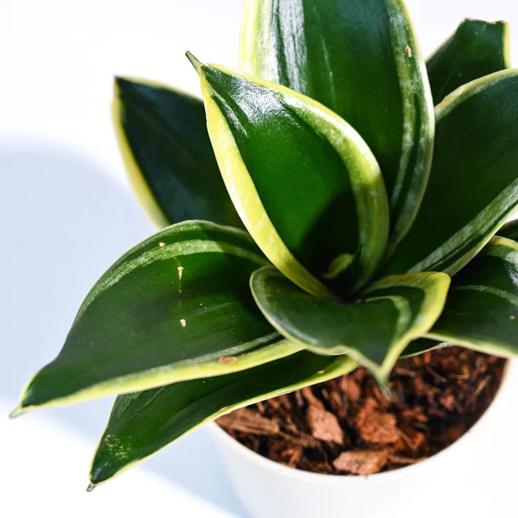 Sansevieria Trifasciata Prain (Snake Plant) Bare Rooted