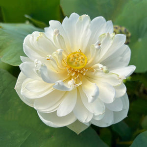 Snow White Lotus Tuber