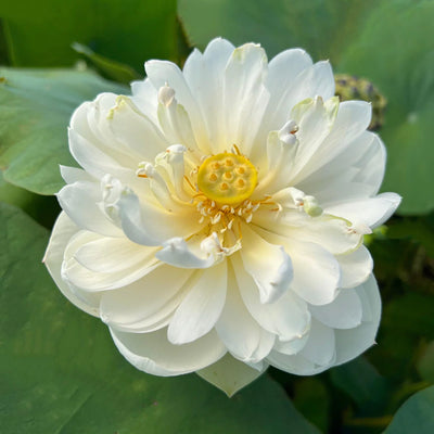 Snow White Lotus Tuber