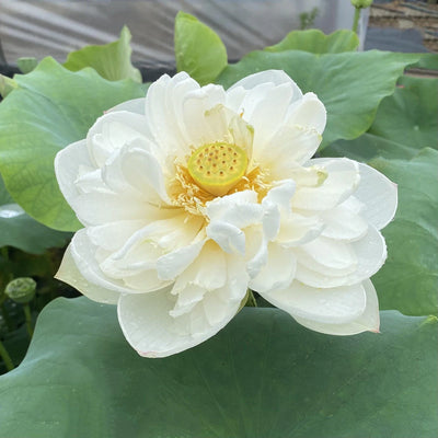 Snow White Lotus Tuber