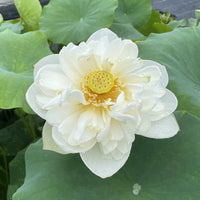 Snow White Lotus Tuber