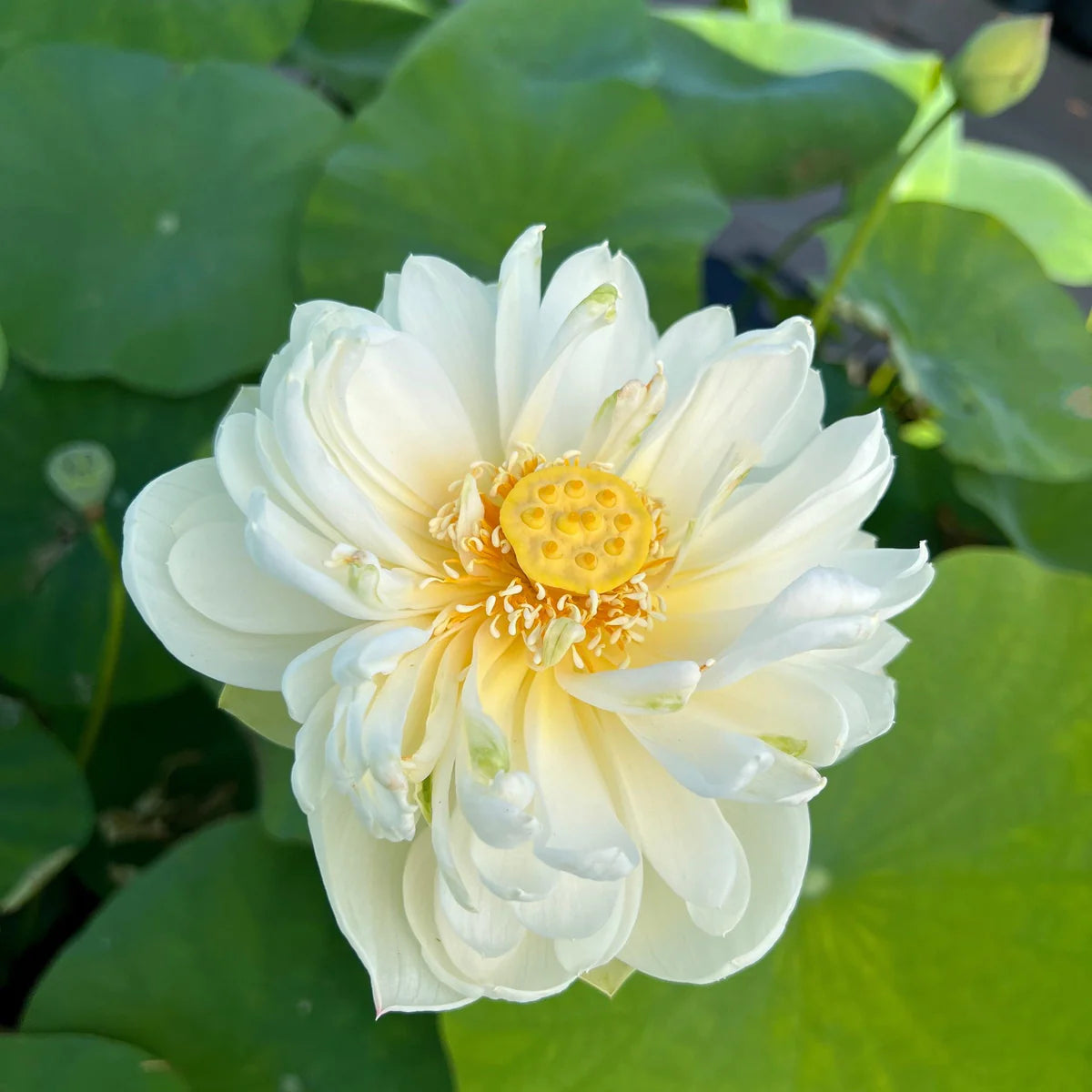 Snow White Lotus Tuber