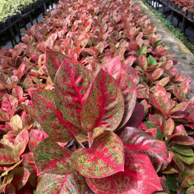 Aglaonema Red Stardust