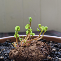 Stephania Rotunda Large Bulb