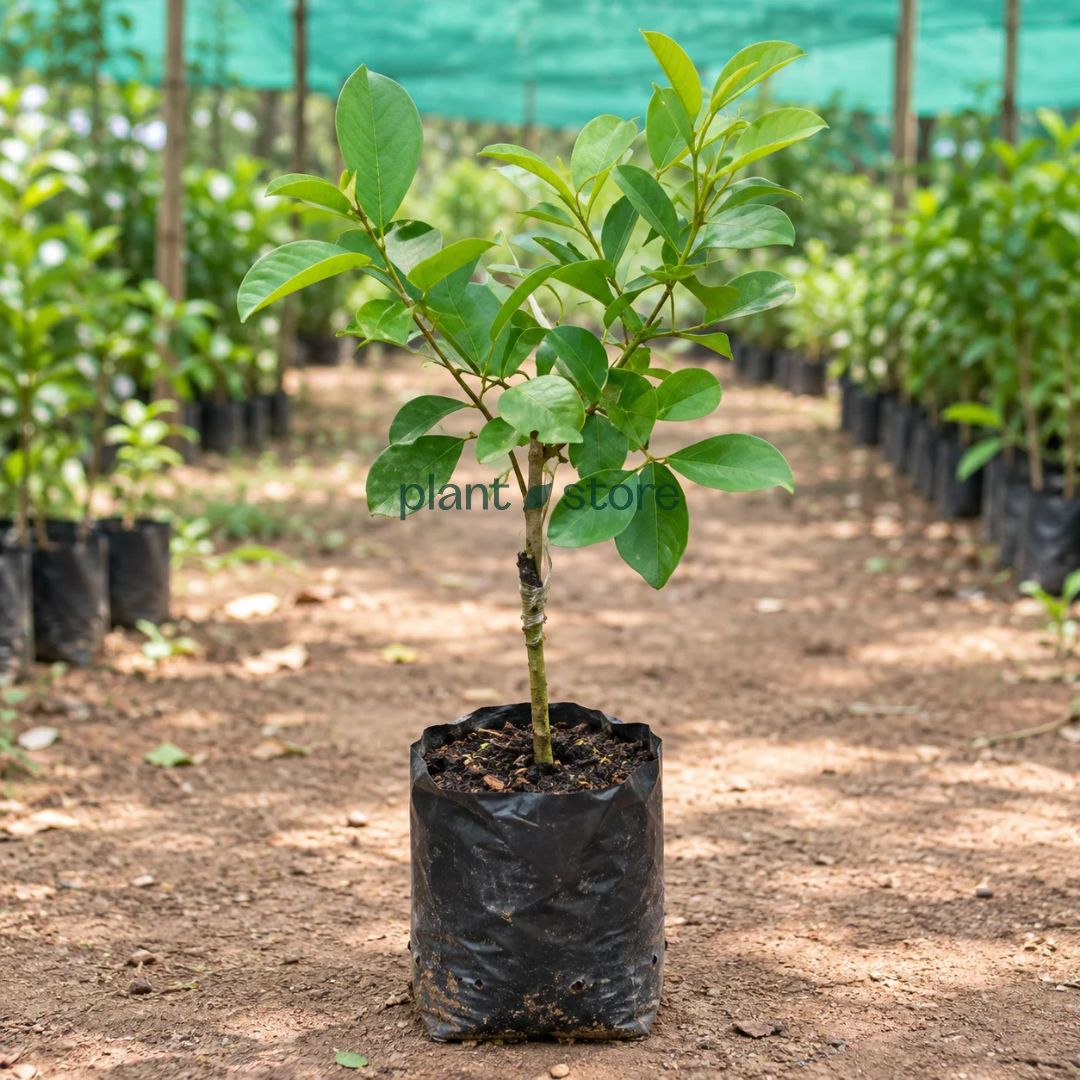Red Strawberry Guava Grafted Plant