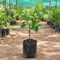 Red Strawberry Guava Grafted Plant