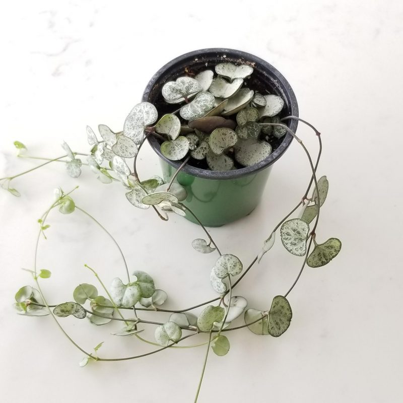 String of Hearts (Plant it Yourself) Bare Rooted