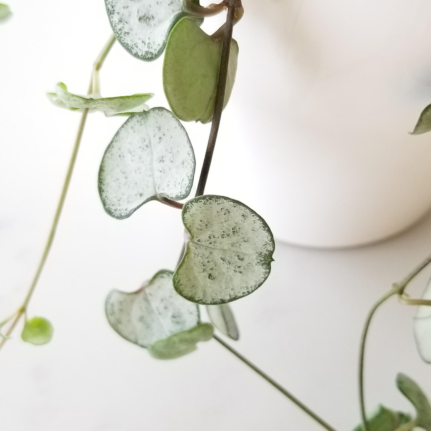 String of Hearts (Plant it Yourself) Bare Rooted - plant store® 