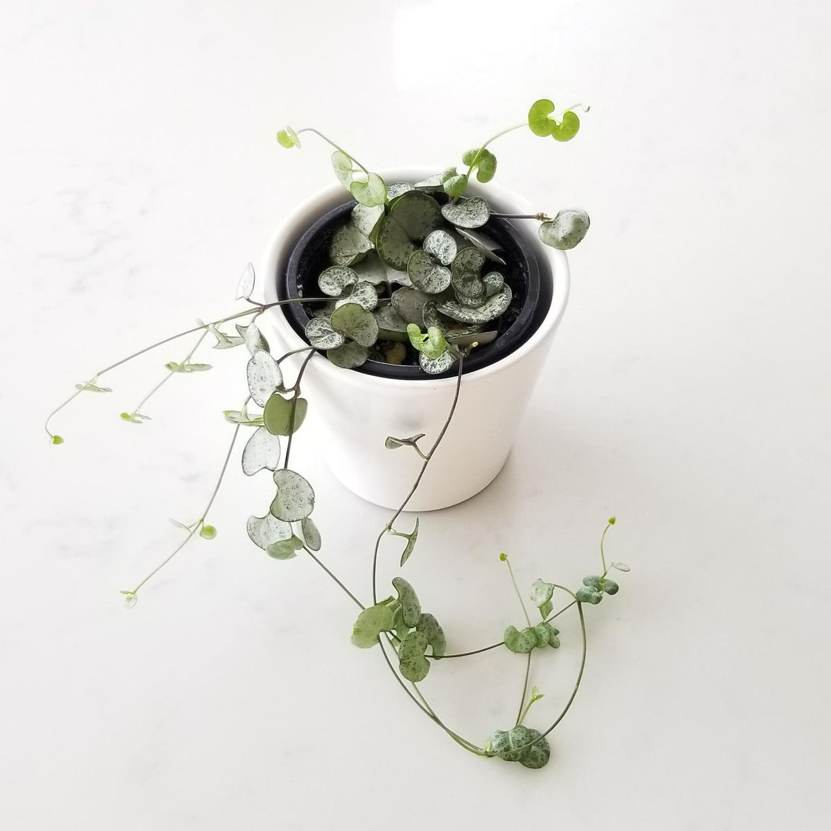 String of Hearts (Plant it Yourself) Bare Rooted - plant store® 