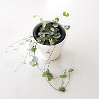 String of Hearts (Plant it Yourself) Bare Rooted - plant store® 