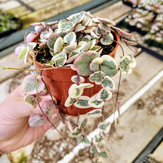 String of Hearts Variegated