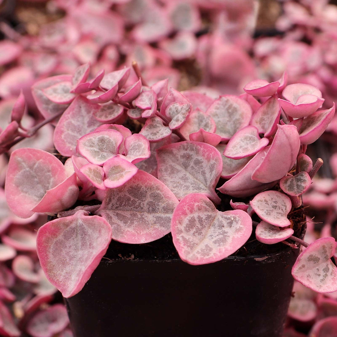 String of Hearts Variegated