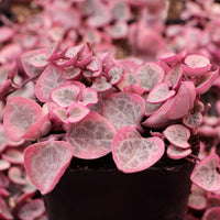 String of Hearts Variegated