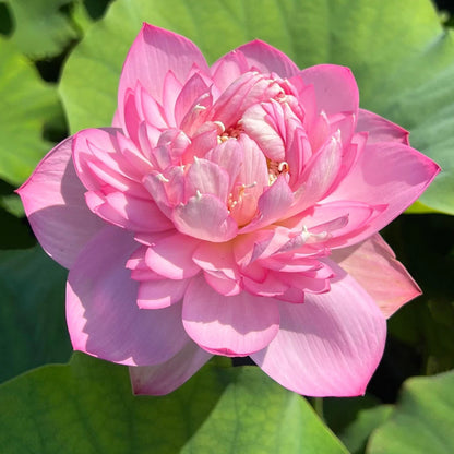 Sweet Pink Lotus Tuber