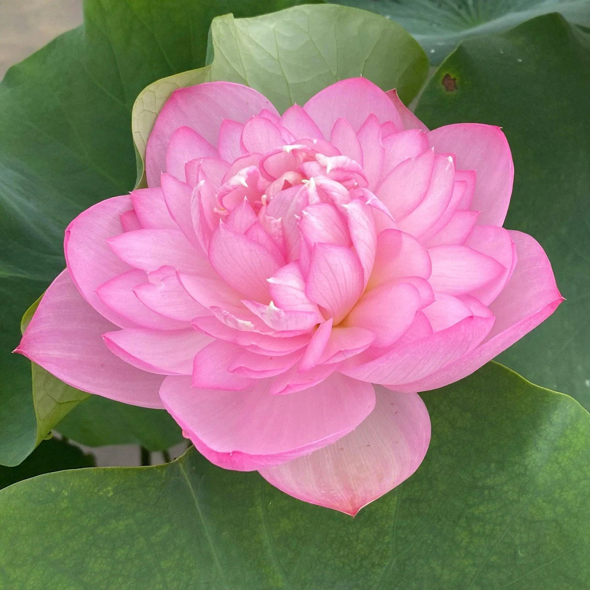 Sweet Pink Lotus Tuber