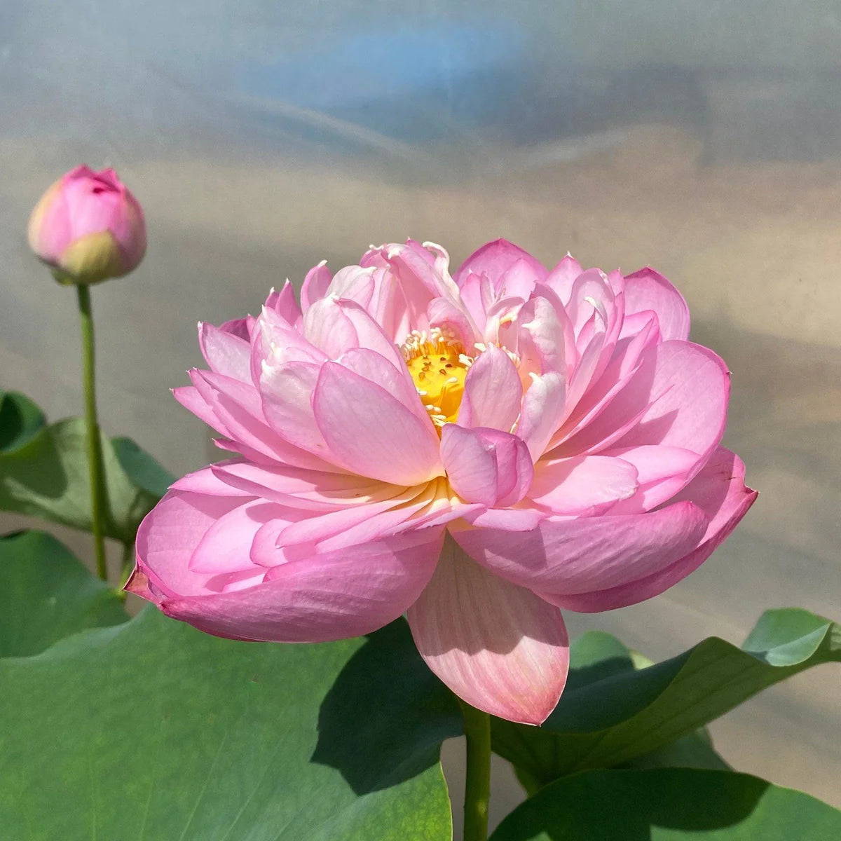 Sweet Pink Lotus Tuber
