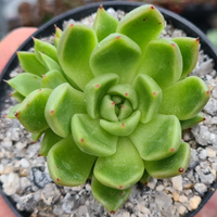 Echeveria Suki (Bare Rooted)