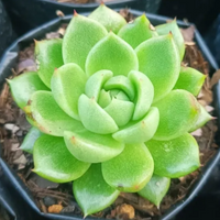 Echeveria Suki (Bare Rooted)