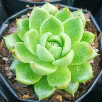 Echeveria Suki