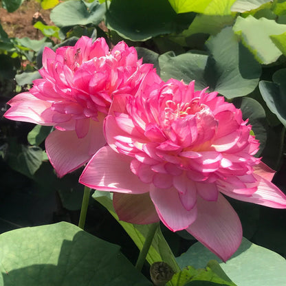 Lotus Minglew Tuber