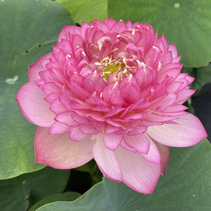 Lotus Minglew Tuber