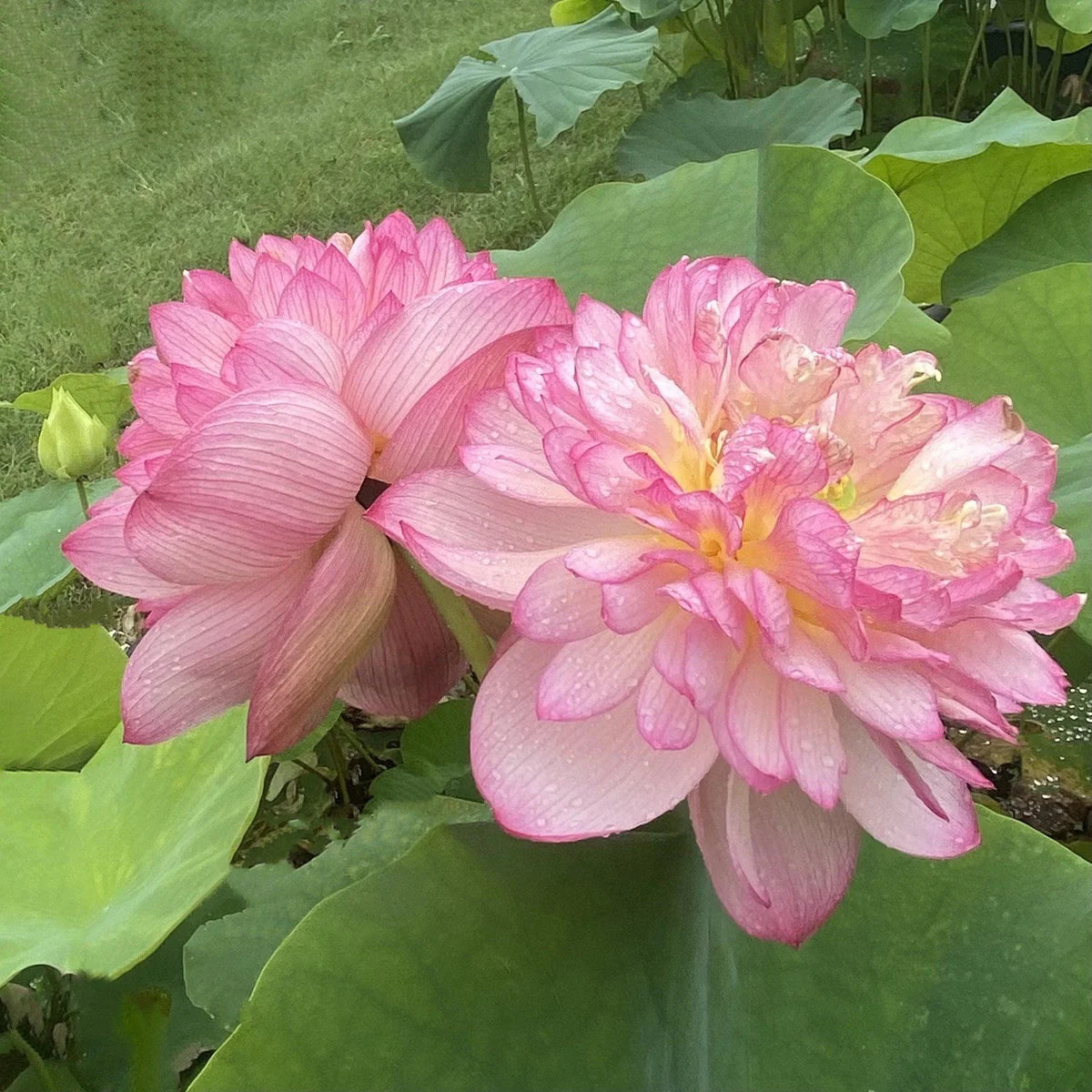 Lotus Minglew Tuber