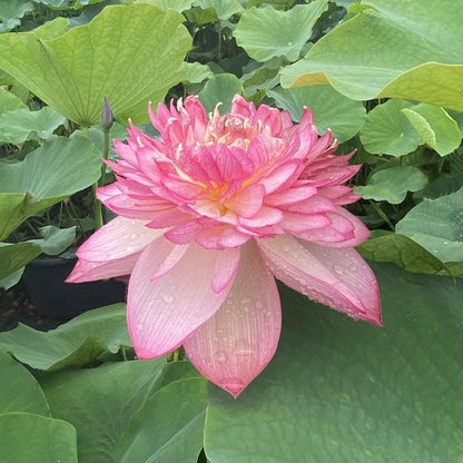 Lotus Minglew Tuber
