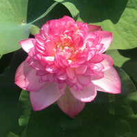 Lotus Minglew Tuber